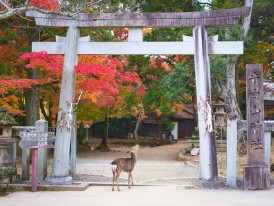 What To Do In Sapporo This Fall - Things To Do In Septe