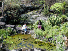UNAM botanical garden