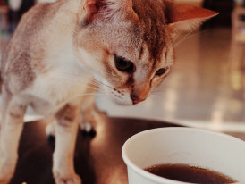 Brunch: Avocados, Cats and Coffee