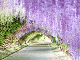 Kawachi Wisteria Garden