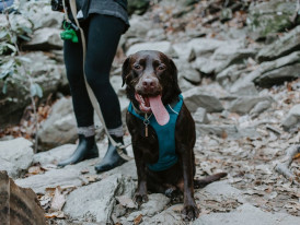 Rock-climbing - with a shelter dog!