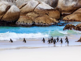 Calling All Bird Watchers