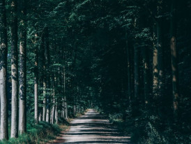 Take a walk in Tervuren