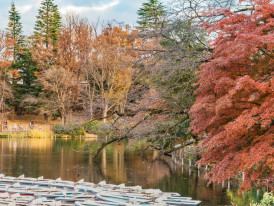 The magic of autumn in Tokyo
