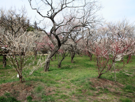 Cherry Blossom trees in Kairakuen Garden, Mito