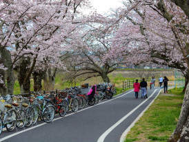 Explore Kyoto with bike tours 