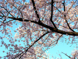 Cherry Blossom Tree
