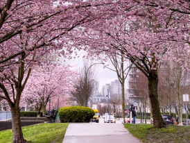 Cherry blossom trees hanging above a walkway