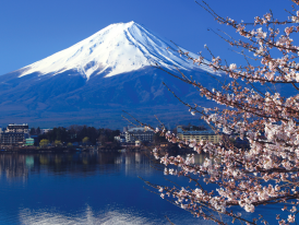 Mount Fuji with a cherry blossom tree