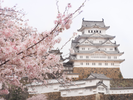 Cherry blossom tree with Himeji Castle in Kyoto