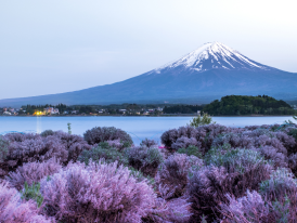 Mt Fuji from on of the Fuji Five Lakes
