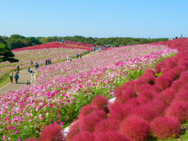 Hitachi Seaside Park with many flowers
