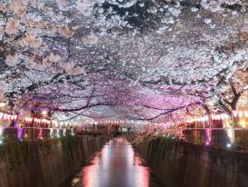 Enjoy parks at night in Tokyo with private guide