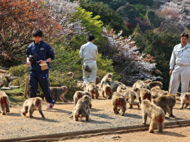 Jigokudani Yaen Koen, also known as the Snow Monkey Par