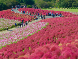 Day trips from Tokyo to Hitachi Seaside Park