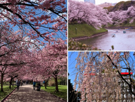 Cherry blossoms in full bloom, Japan