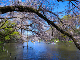 Cherry blossoms in Tokyo, Japan