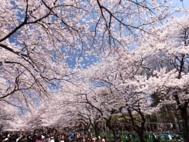 Crowd of people view cherry blossoms in Japan