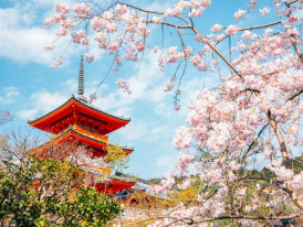 Cherry blossoms in Kyoto, Japan