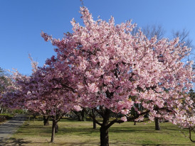 Cherry blossoms in full bloom, Japan