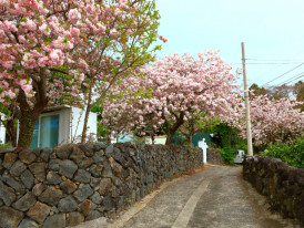 A house in Japan surrounded by blossoms