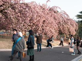 Visitors enjoying the pink petals during cherry blossom