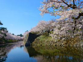 Sakura season in Japan