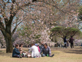 Locals enjoying a picnic under cherry blossom trees