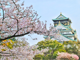 Cherry blossoms in front of Osaka Castle in Japan