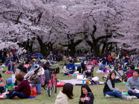 Tokyo's average temperature makes you wonder