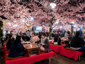Exploring the iconic cherry blossoms and their signific