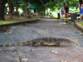 Encounter Monitor Lizards at Lumphini Park