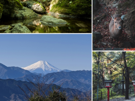 Where to find the Tokyo tourists won’t see