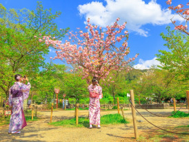 Maruyama Park and the surrounding Sakura