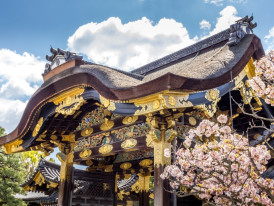 The historical Nijo Castle and its many cherry trees