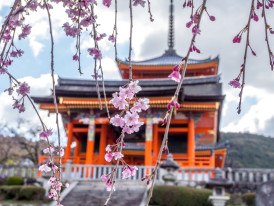 Kiyomizu Dera Temple: Merging history with beauty