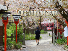 Embracing serenity at the Hirano Shrine