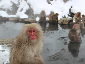 Best times for a hanami party and other bucket list ite