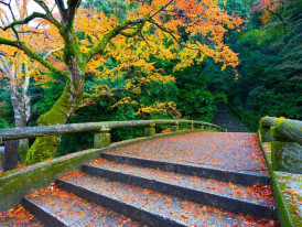 Vibrant autumn leaves at Minoo Park