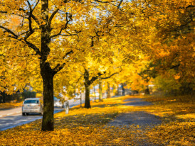 Golden maple leaves creating a tunnel over a quiet Osaka street
