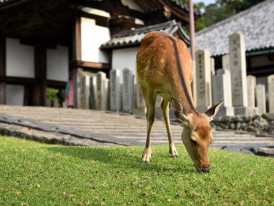 Families enjoying peaceful autumn picnics in Nara Park with deer wandering nearby