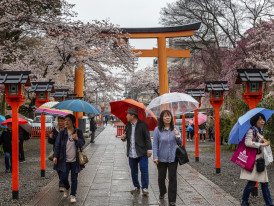 Hidden neighborhood park with perfect cherry trees and only local families present