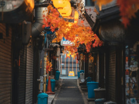 Tranquil alley with soft autumn light in late November. PImage by Willian Justen de Vasconcellos from Unsplash       