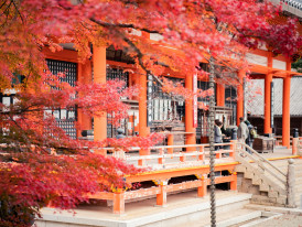 Tourist having an entire temple to themselves during a quiet February morning. Image by Satoshi Hirayama from Pexels