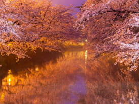 A seasonal collage showing spring blossoms, autumn foliage, and winter lights. Image by Jun Ohashi from Unsplash