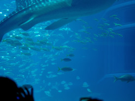 Child watching whale shark at Osaka Aquarium. Image by Anton Lammert from Unsplash