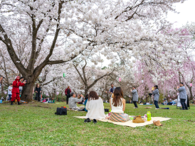 Families having hanami picnic under cherry blossoms.