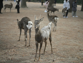 Nara deer park on a sunny day Photo by Fidel Fernando on Unsplash