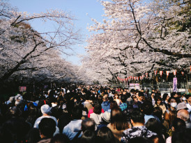 Crowds at Osaka Castle Park during cherry blossom viewingPhoto by Trevor Paxton on Unsplash