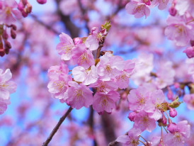 Close-up of sakura in full bloom at Maruyama Park Image by マサコ アーント from Pixabay